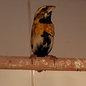 Yellow-crowned bishop