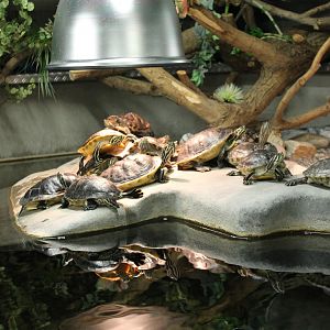 Several Slider (sub) species