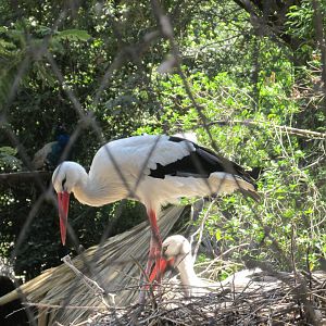 white stork buin zoo