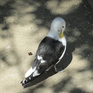 kelp gull buin zoo