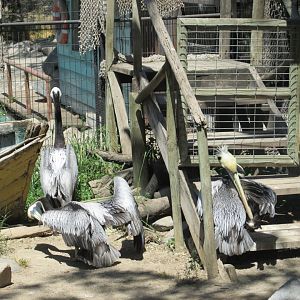 peruvian pelicans buin zoo