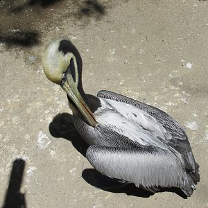 peruvian pelican buin zoo