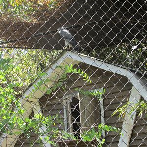 chilean blue eagle exhibit buin zoo