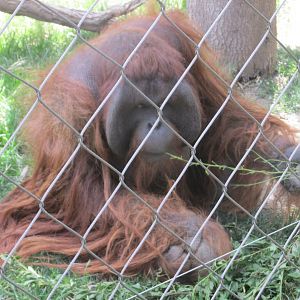 bornean orangutan buin zoo