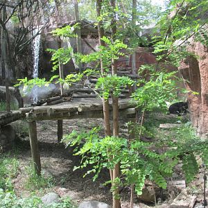 sun bear exhibit buin zoo