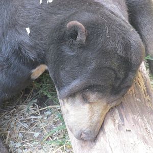 sun bear buin zoo