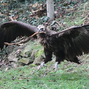 European black vulture