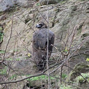 European black vulture