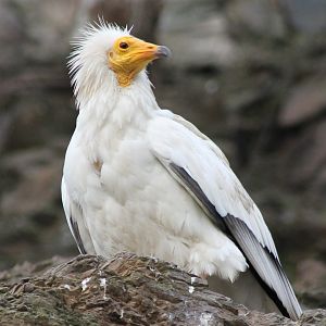 Egyptian Vulture