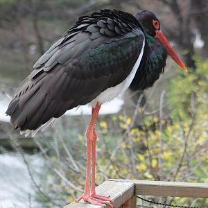Black stork