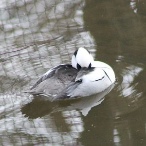 Smew male