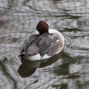 Smew female
