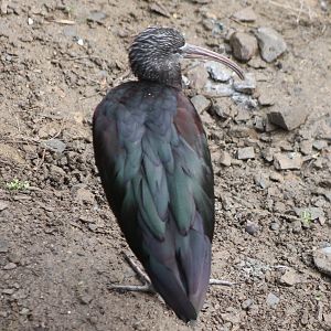 Glossy Ibis