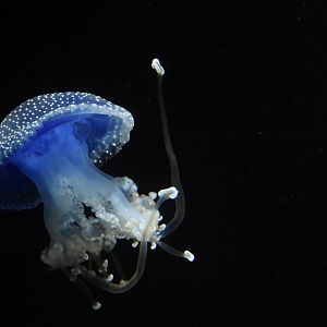 Phyllorhiza punctata