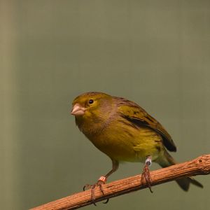Wild canary