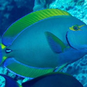 Eyestripe Surgeonfish