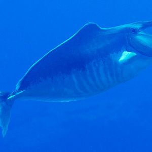 Humpback Unicornfish