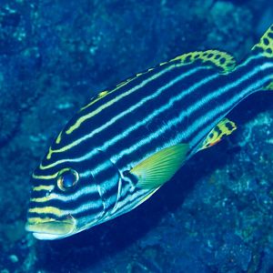 Oriental Sweetlips