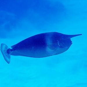 Shorthorned Unicornfish