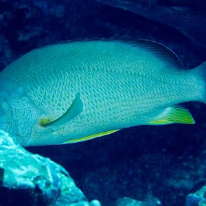 Blacktail Snapper