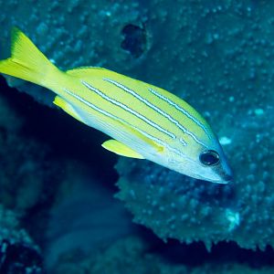 Blue-lined Snapper