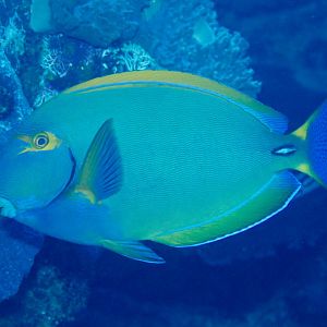 Eyestripe Surgeonfish