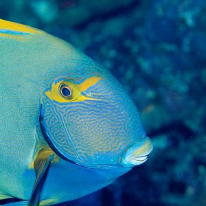 Eyestripe Surgeonfish