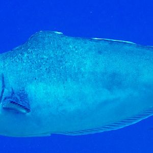 Bulbnose Unicornfish
