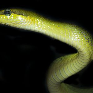Jan. 2017 - Reptile House - Red-tailed Green Rat Snake