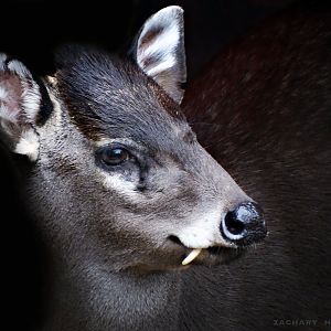 Jan. 2017 - Asia Quest - Tufted Deer