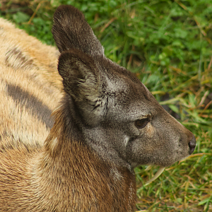 Jan. 2017 - Asia Quest - Siberian Musk Deer