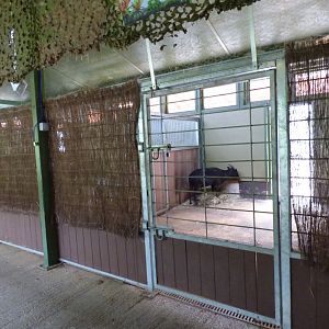 Lowland Anoa in Okapi House