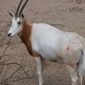Darted Oryx