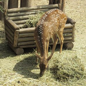 chital deer buin zoo
