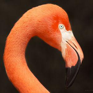 Jan. 2017 - Shores - Caribbean Flamingo