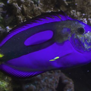 Jan. 2017 - Discovery Reef - Hippo Tang