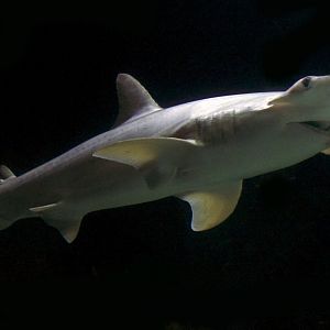 Jan. 2017 - Discovery Reef - Bonnethead