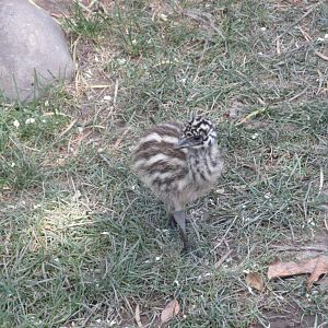 juvenile emu buin zoo