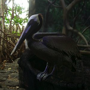 Jan. 2017 - Manatee Coast - Ken