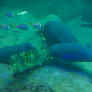 Jan. 2017 - Manatee Coast - Three Juvenile Manatees