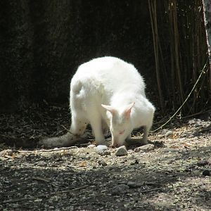 white bennett´s wallaby buin zoo