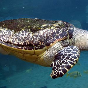 Jan. 2017 - Manatee Coast - Buddy - Hawksbill Sea Turtle