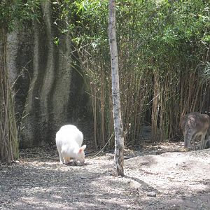 australia pen buin zoo