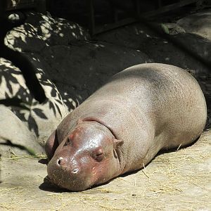pygmy hippotamus buin zoo