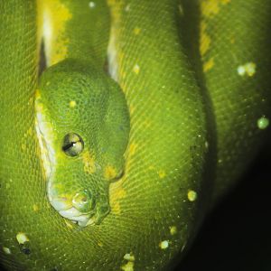 Jan. 2017 - Reptiles - Green Tree Python
