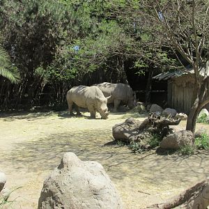 white rhinoceros buin zoo