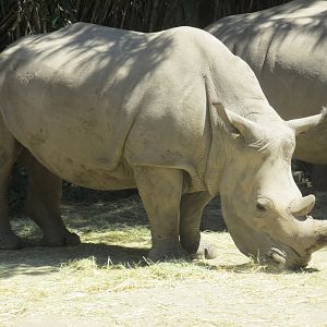 white rhinoceros buin zoo