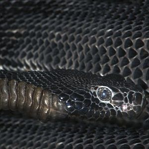 Jan. 2017 - Reptiles - (Black) Timber Rattlesnake