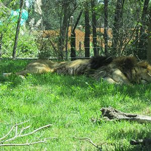 african lion buin zoo