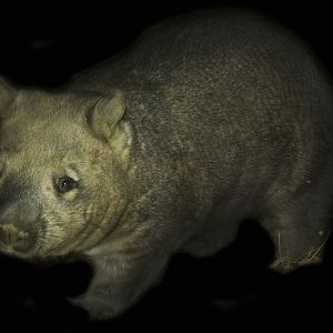 Jan. 2017 - Australia and the Islands - Roadhouse - Glen - Southern Hairy Nosed Wombat